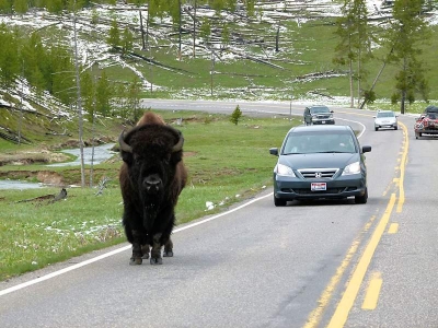 Bison im Yellowstone