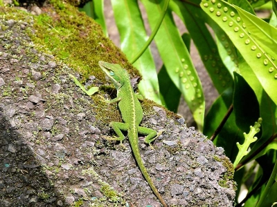 Lizzard