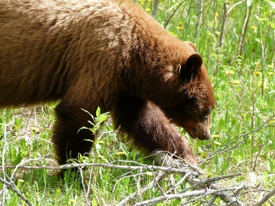 Grizzlie (Banff NP)