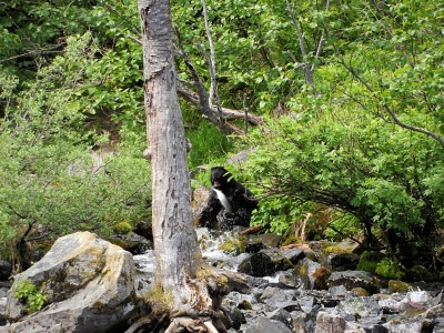 Schwarzbär mit Lachs
