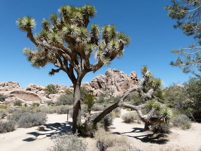 Joshua Tree