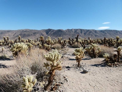 Cholla Kaktus Garten
