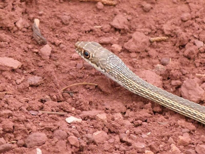 Wüstenpeitschennatter